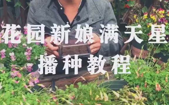 [图]【园艺小知识】花园新娘满天星播种教程，一粒种子变花球