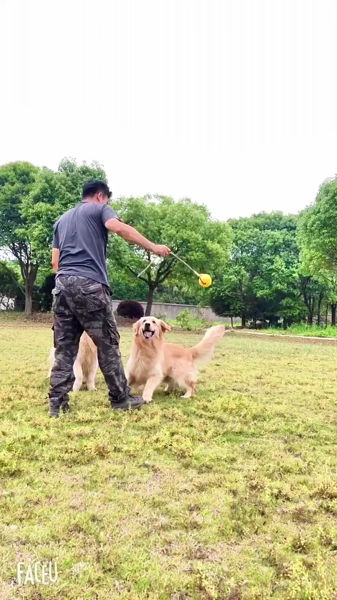 金坛狗狗行为习惯纠正咨询 #苏州专业训犬上门训犬公司 #如东一对一辅导训练咨询 #如皋训狗训犬如果选择 #太仓狗狗行为习惯纠正价格 #金坛训狗基地怎么...