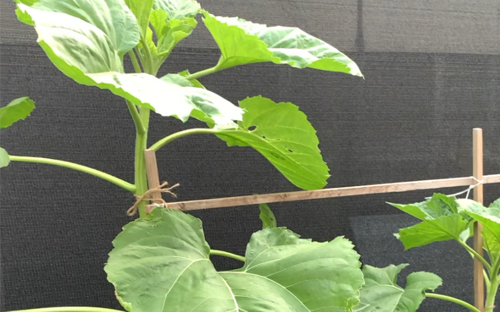 蒙古巨人  向日葵更新