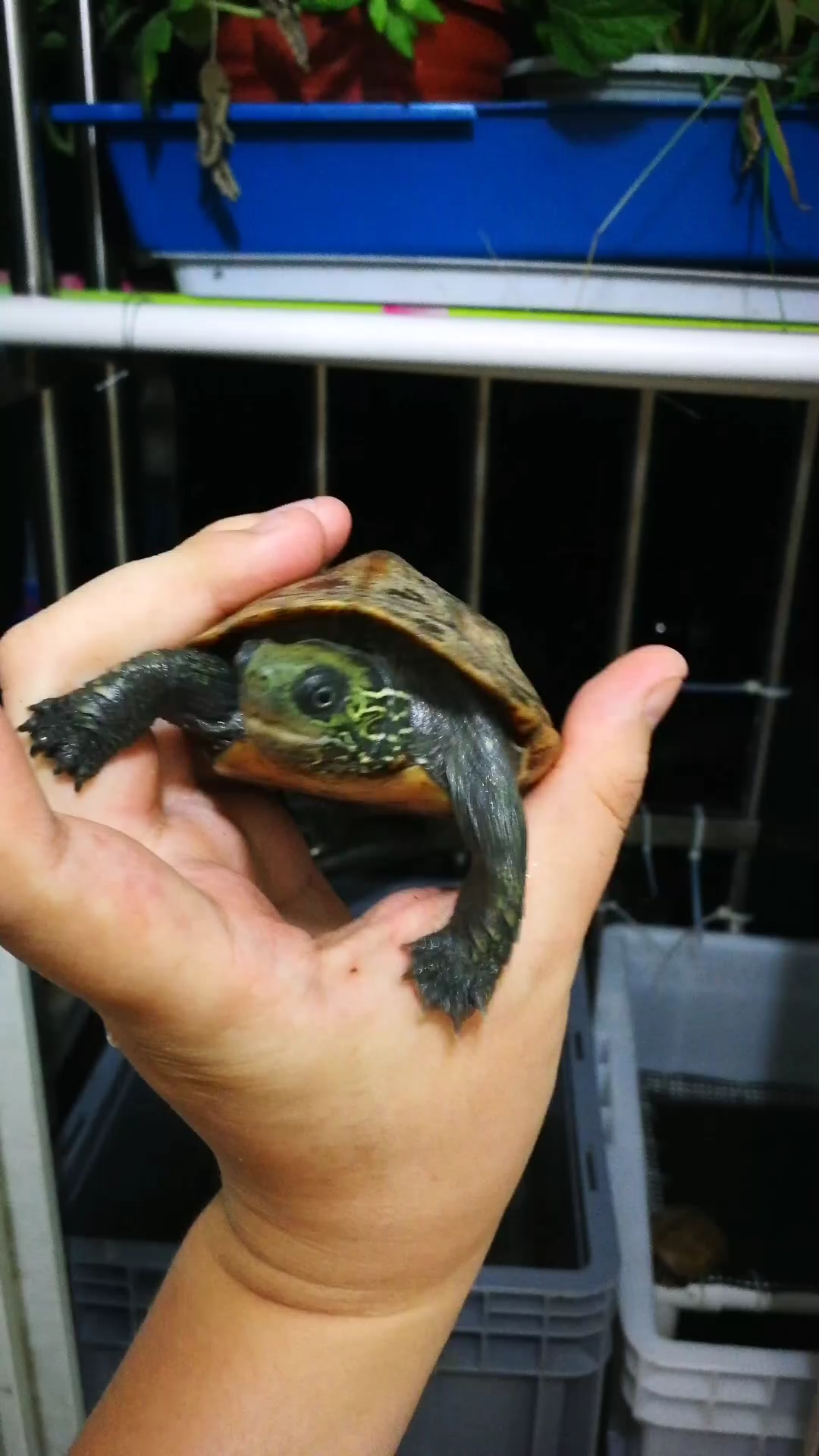 乌龟##草龟##中华草龟#卡姿兰天使眼