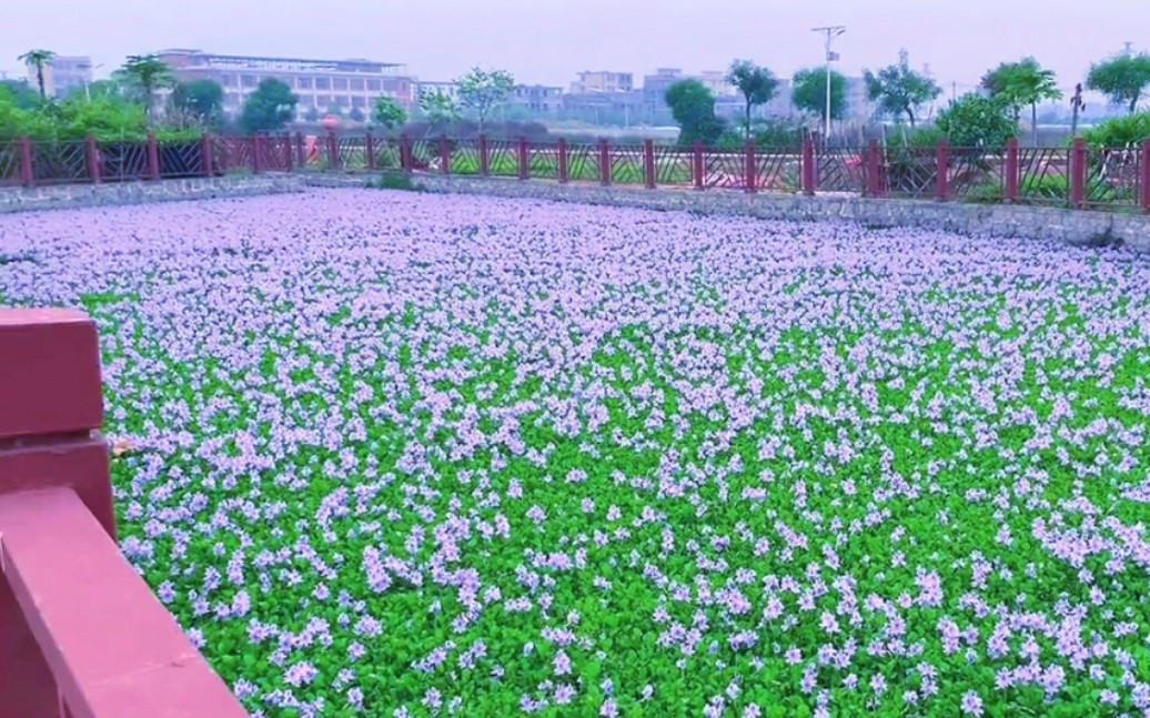 [图]“紫 色 的 花 河”