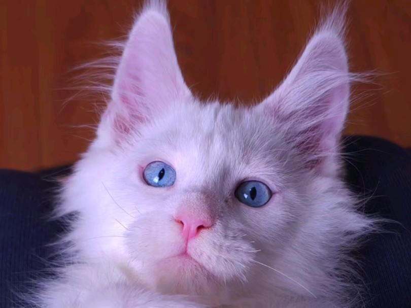 今天介绍一只纯白蓝眼缅因猫弟弟
