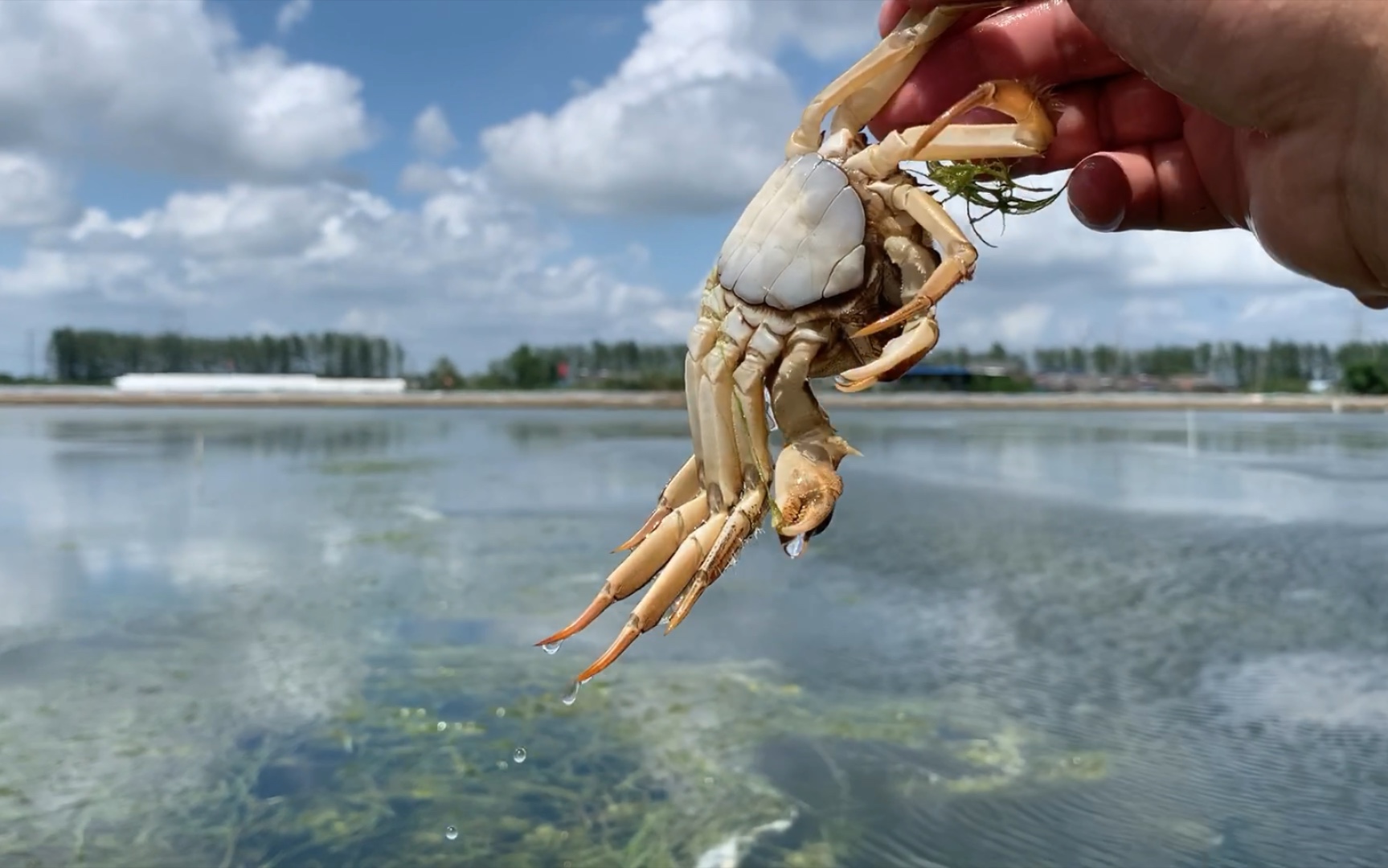 还有一个月来蟹塘吃螃蟹吧,管饱!