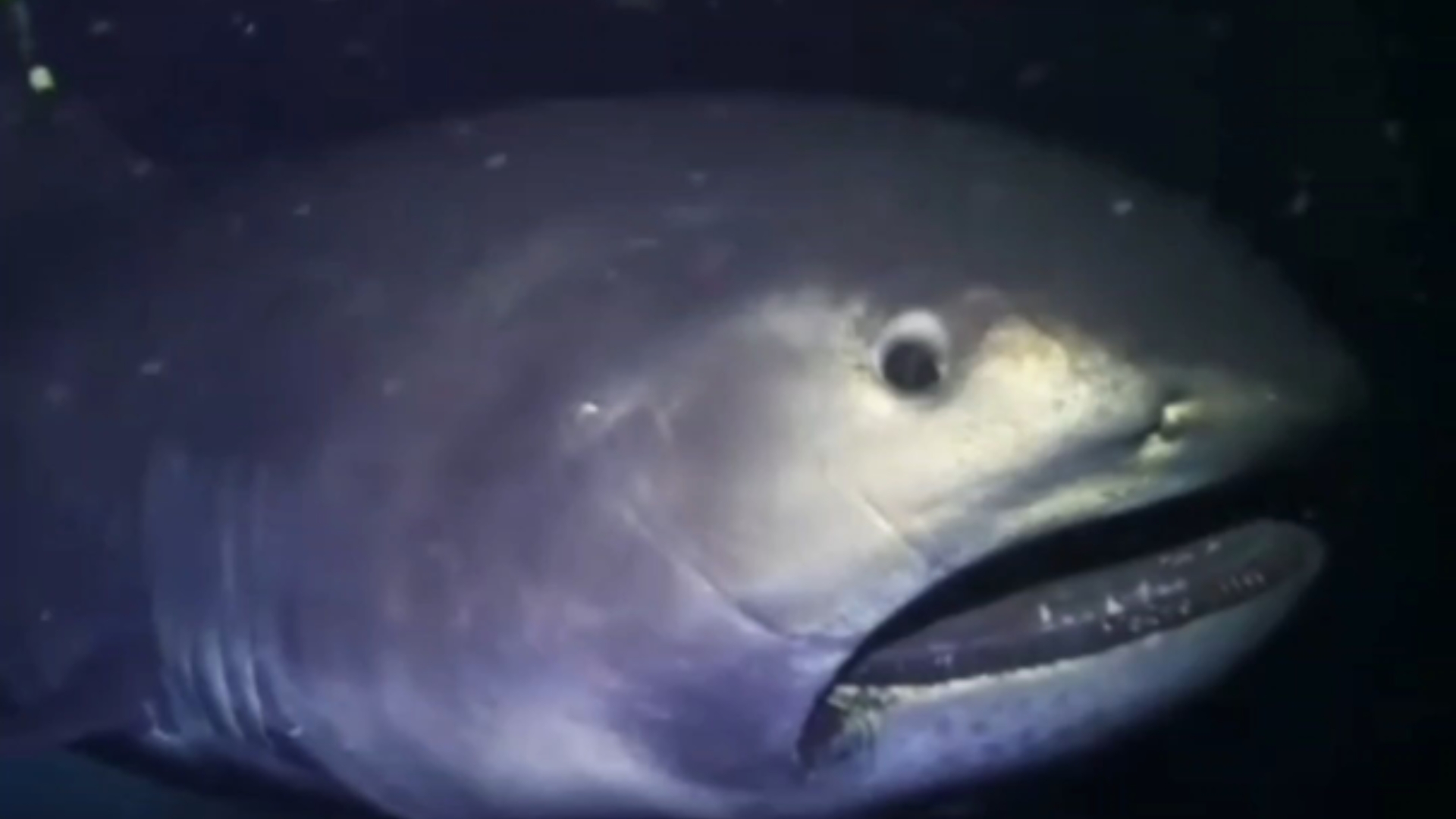 鲨鱼图鉴——巨口鲨