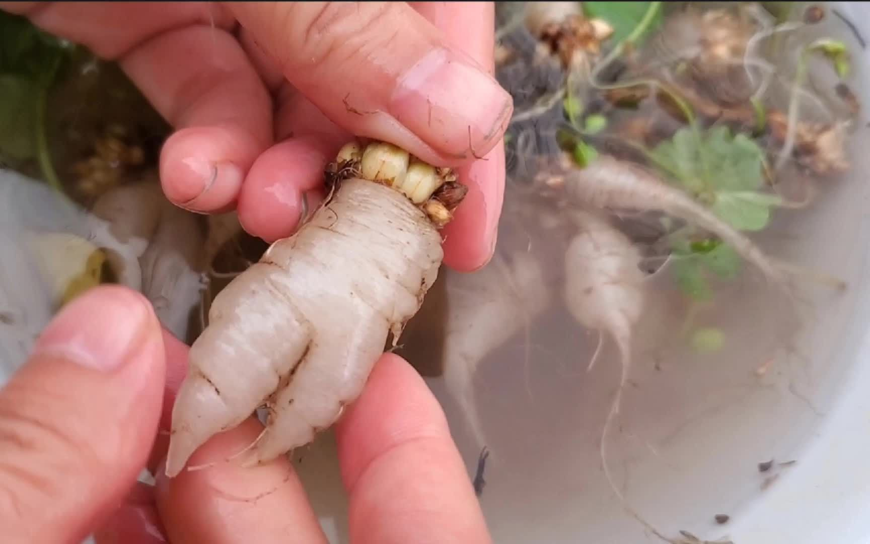 幸运草结的人参果我们这边叫野萝卜你们呢