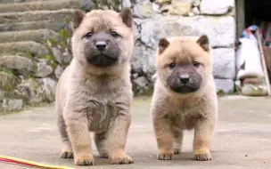 下载视频: 田园犬小奶狗，一个多月就懂得看家护院，看见陌生人大胆冲上来吠