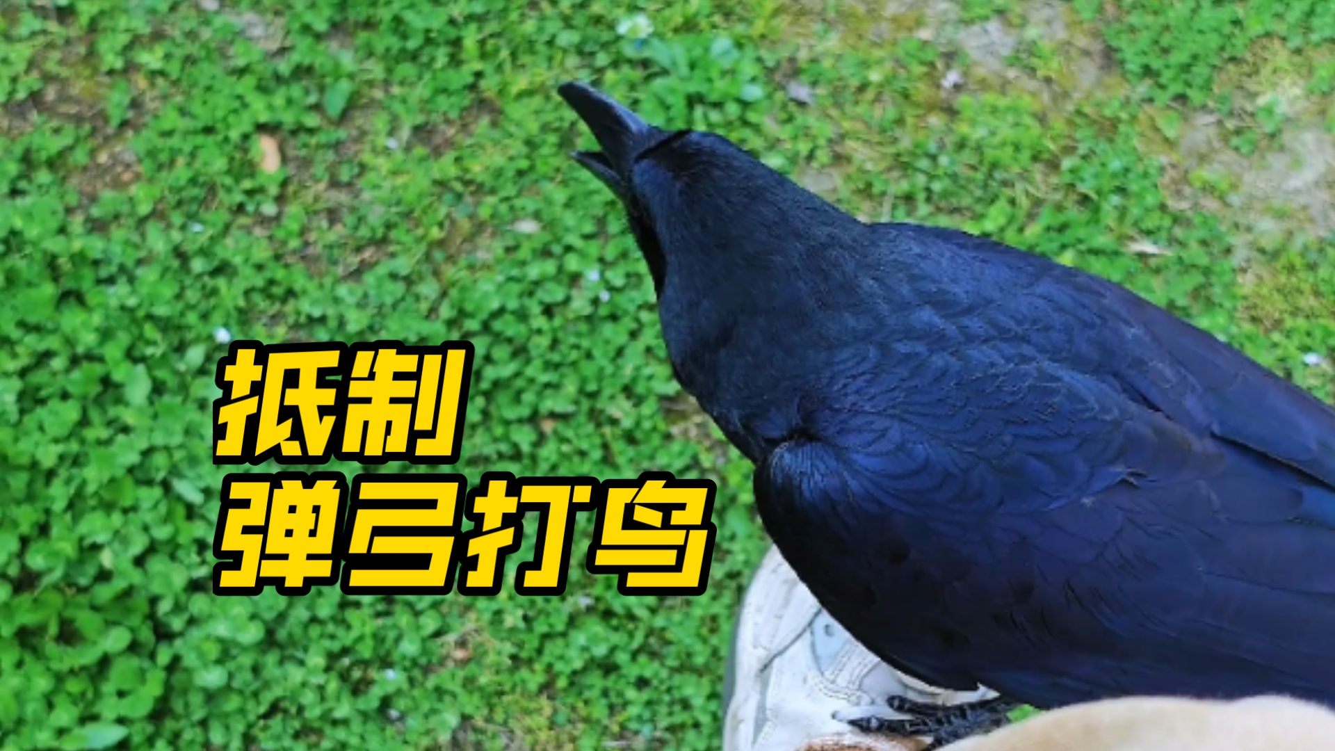 抵制弹弓打鸟