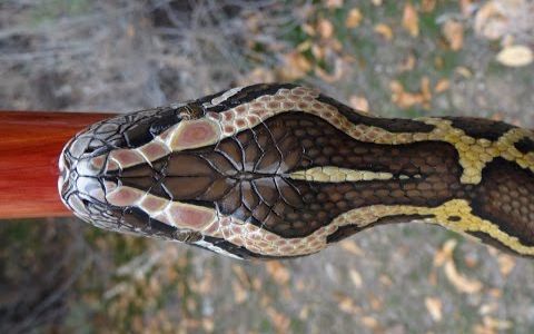 【手杖大爷】木雕的缅甸蟒拐杖