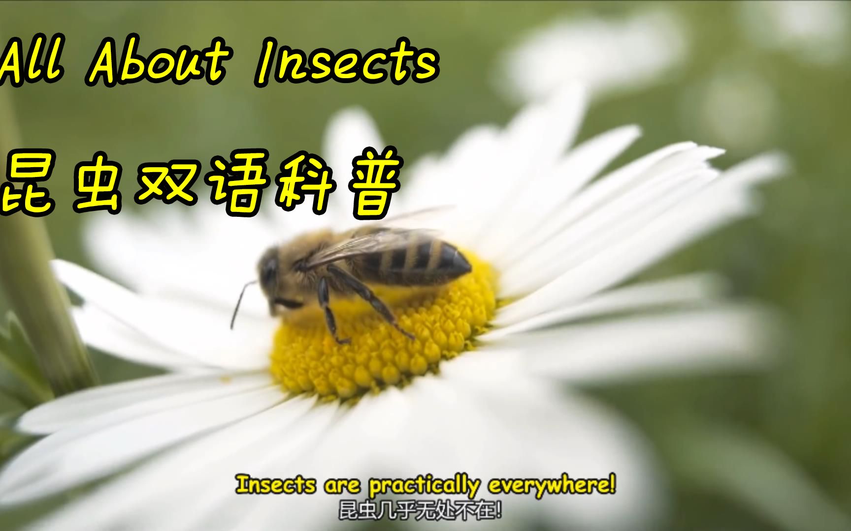 昆虫双语科普 昆虫结构特征 All About Insects哔哩哔哩bilibili