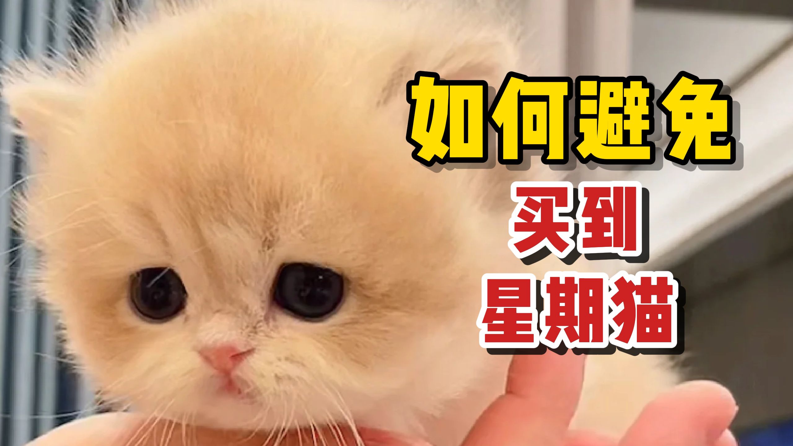 你知道什么是“星期猫”吗?这些问题要注意!哔哩哔哩bilibili