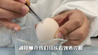 实验十：观察鸡卵的结构
