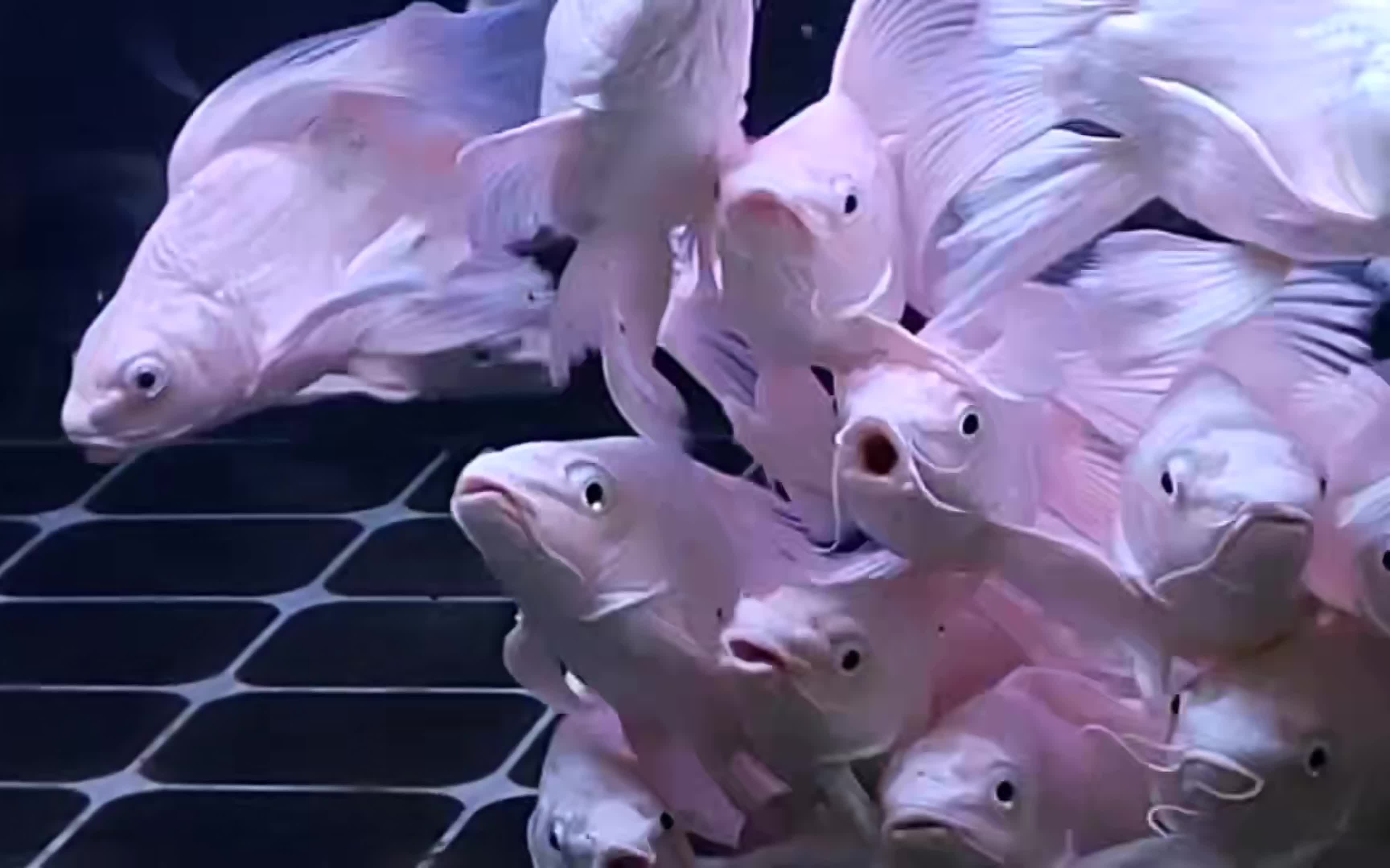 不同颜色的蝴蝶鲤合集