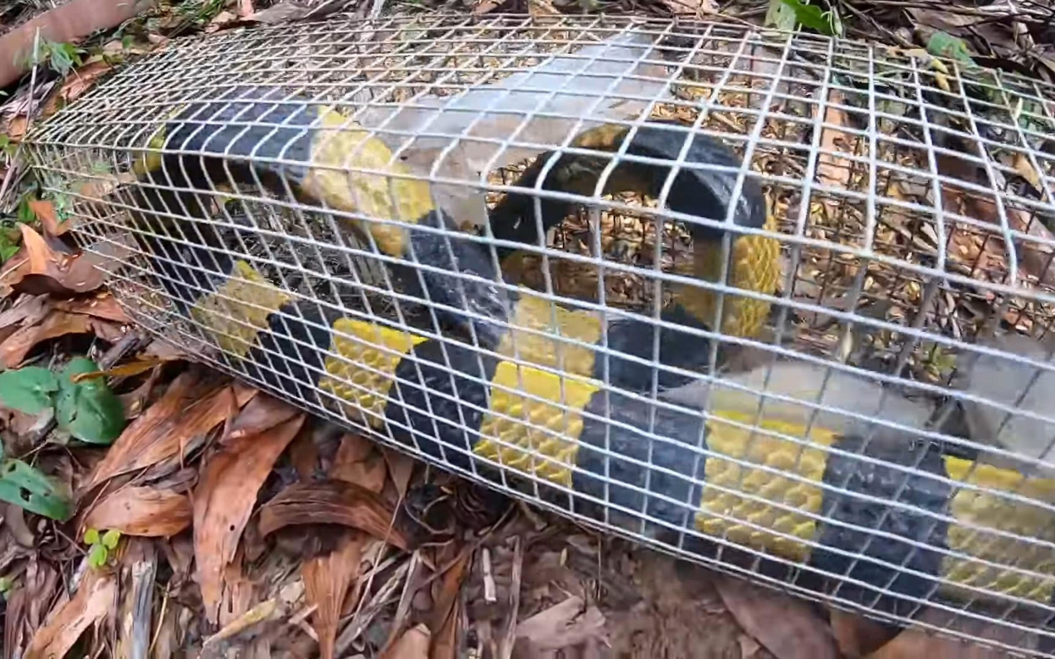 认识野生物种之金包铁-b25