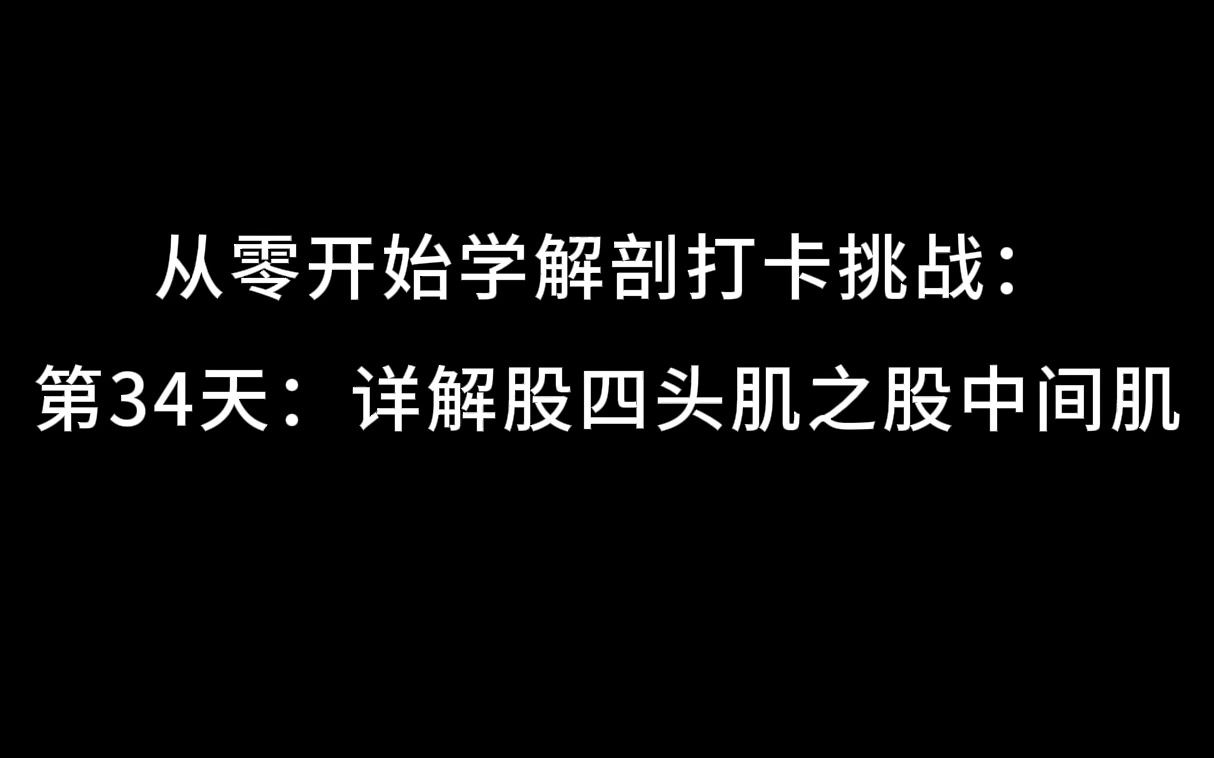 从零开始学解剖打卡挑战:第34天:详解股四头肌之股中间肌哔哩哔哩bilibili