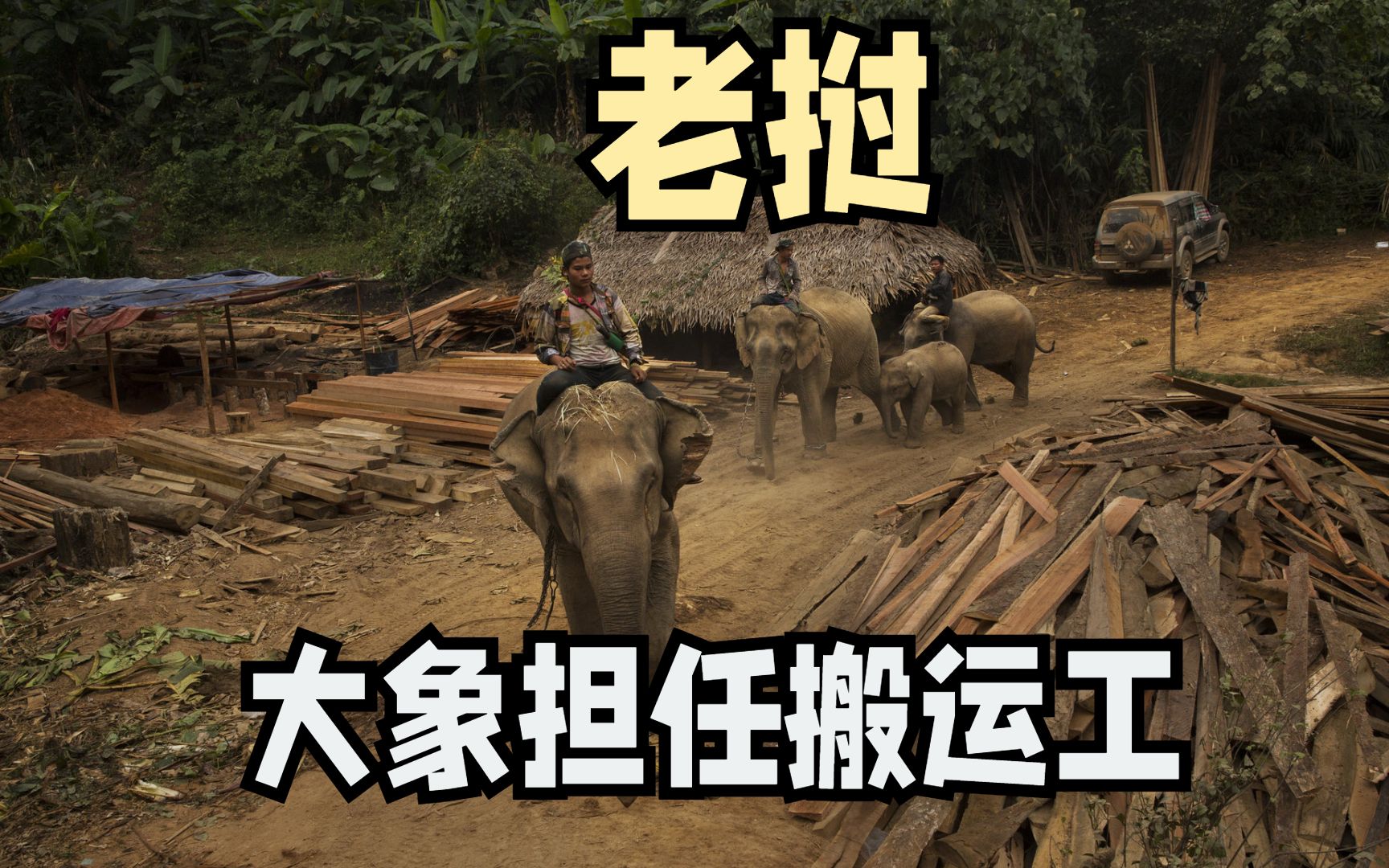 老挝一头大象担任搬运工
