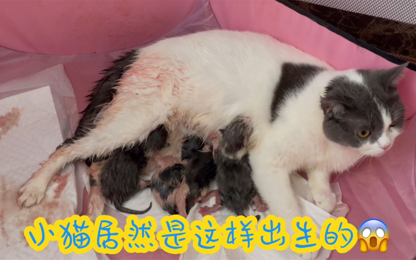 猫咪生小猫全过程哔哩哔哩bilibili