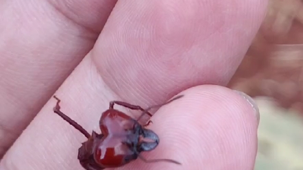 光滑芭切叶蚁的超级大工上手