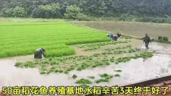 50亩稻花鱼养殖基地水稻,辛苦3天终于插好了,期待大丰收