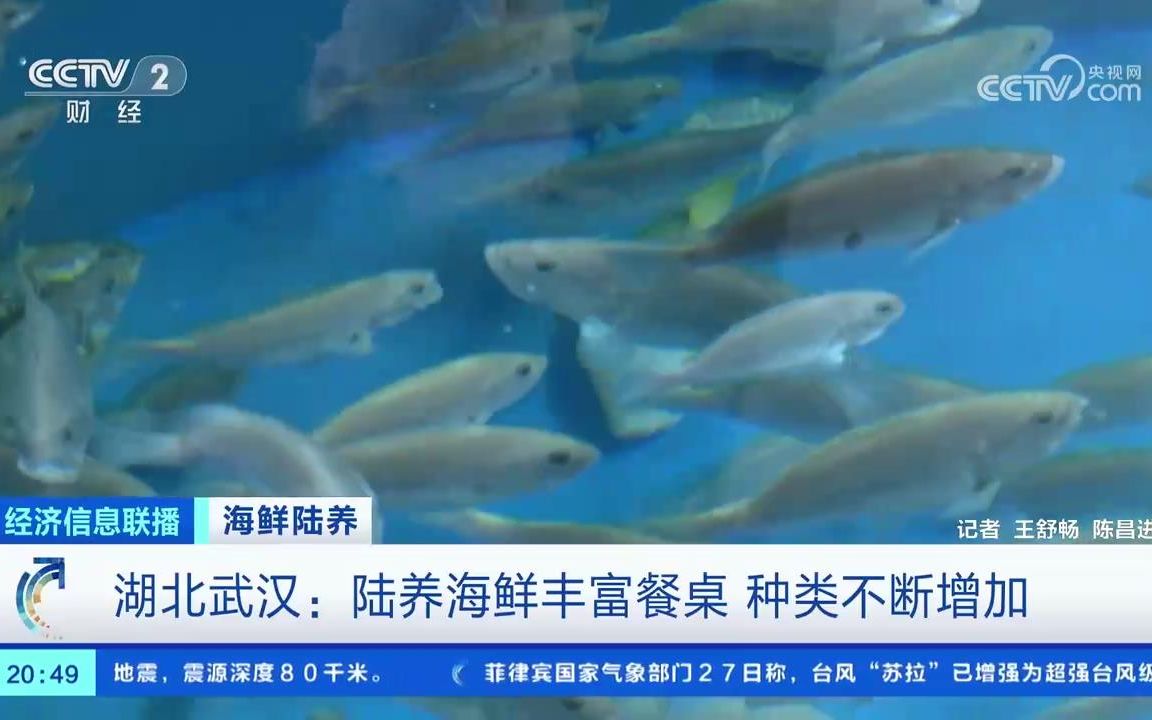 海鲜陆养 湖北武汉/甘肃/内蒙古 建工厂添设施 海鲜种类不断增加哔哩哔哩bilibili