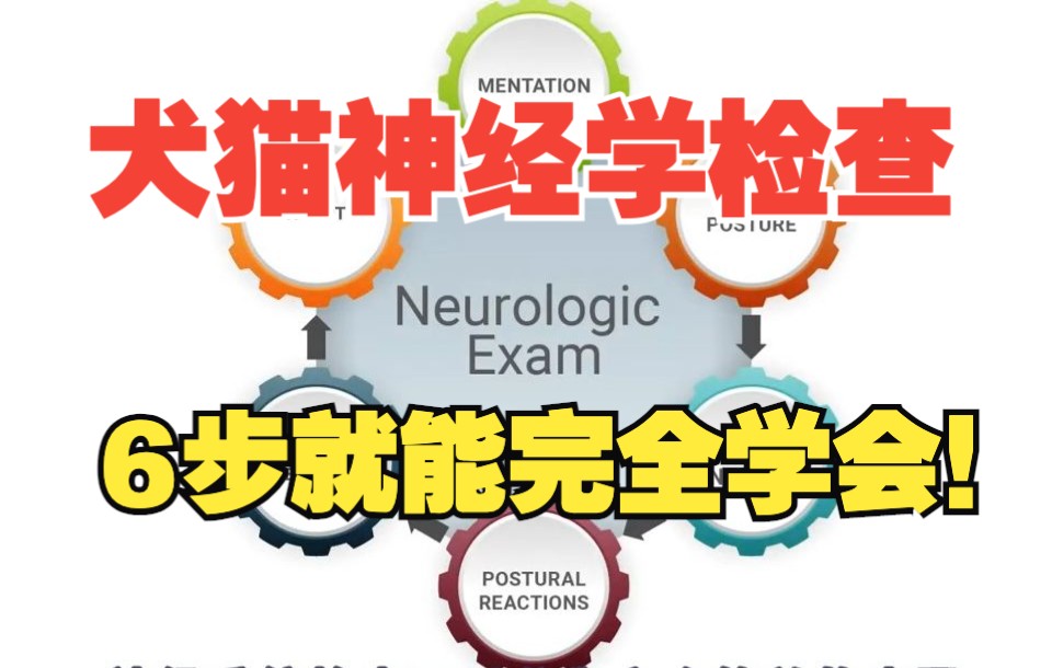 Vet 神兽  如何给犬猫进行神经学检查哔哩哔哩bilibili