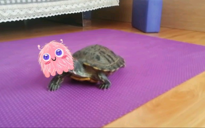 【龟】瑜伽龟