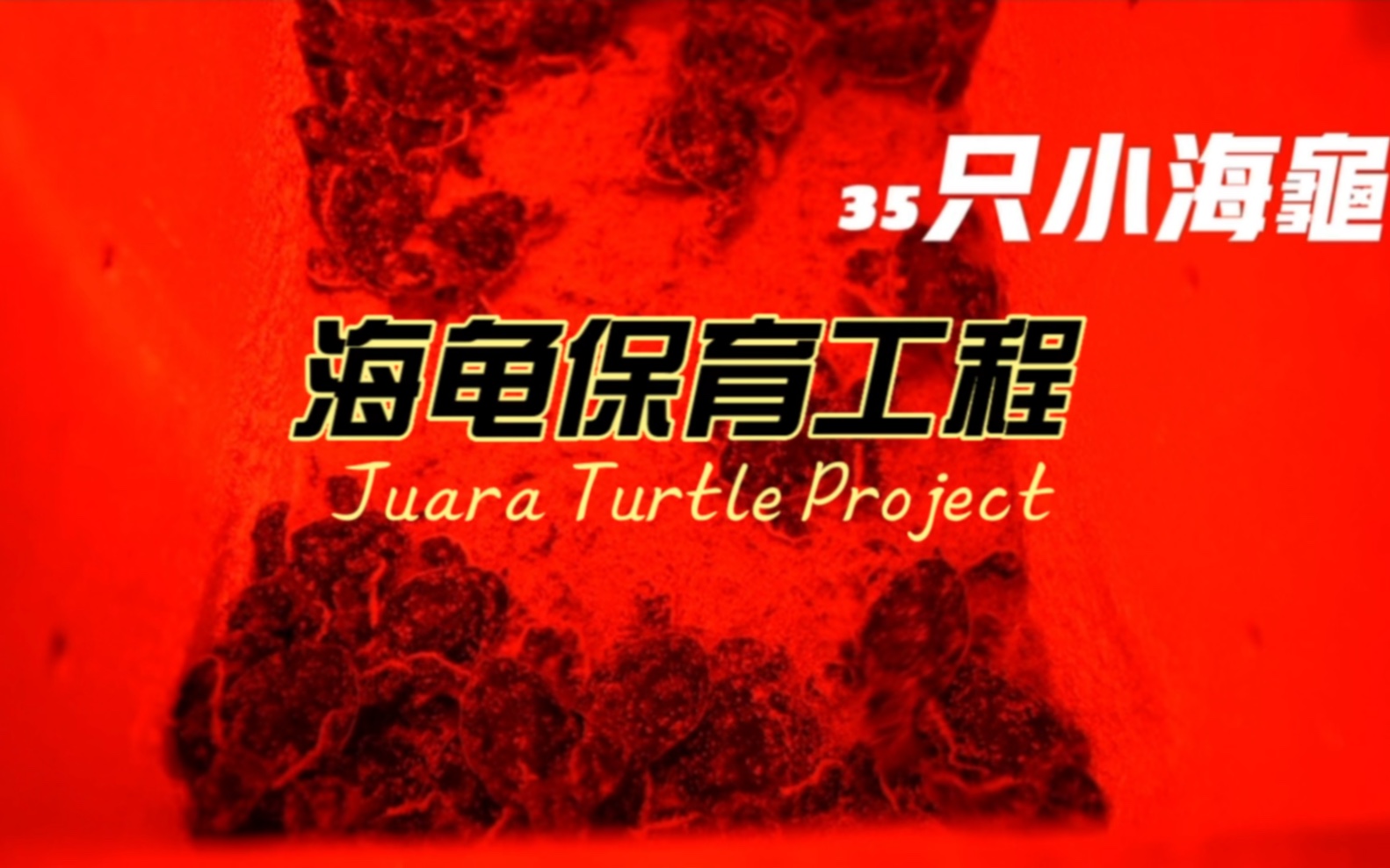 海龟保育工程 | Save The Turtles你知道,海龟的自然存活率才有1/1000而有了《海龟保育项目》之后,小海龟的存活率可以大大提升到80%哔哩哔哩bilibili