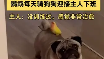 鹦鹉每天骑狗狗迎接主人下班 主人：没训练过，感觉非常治愈