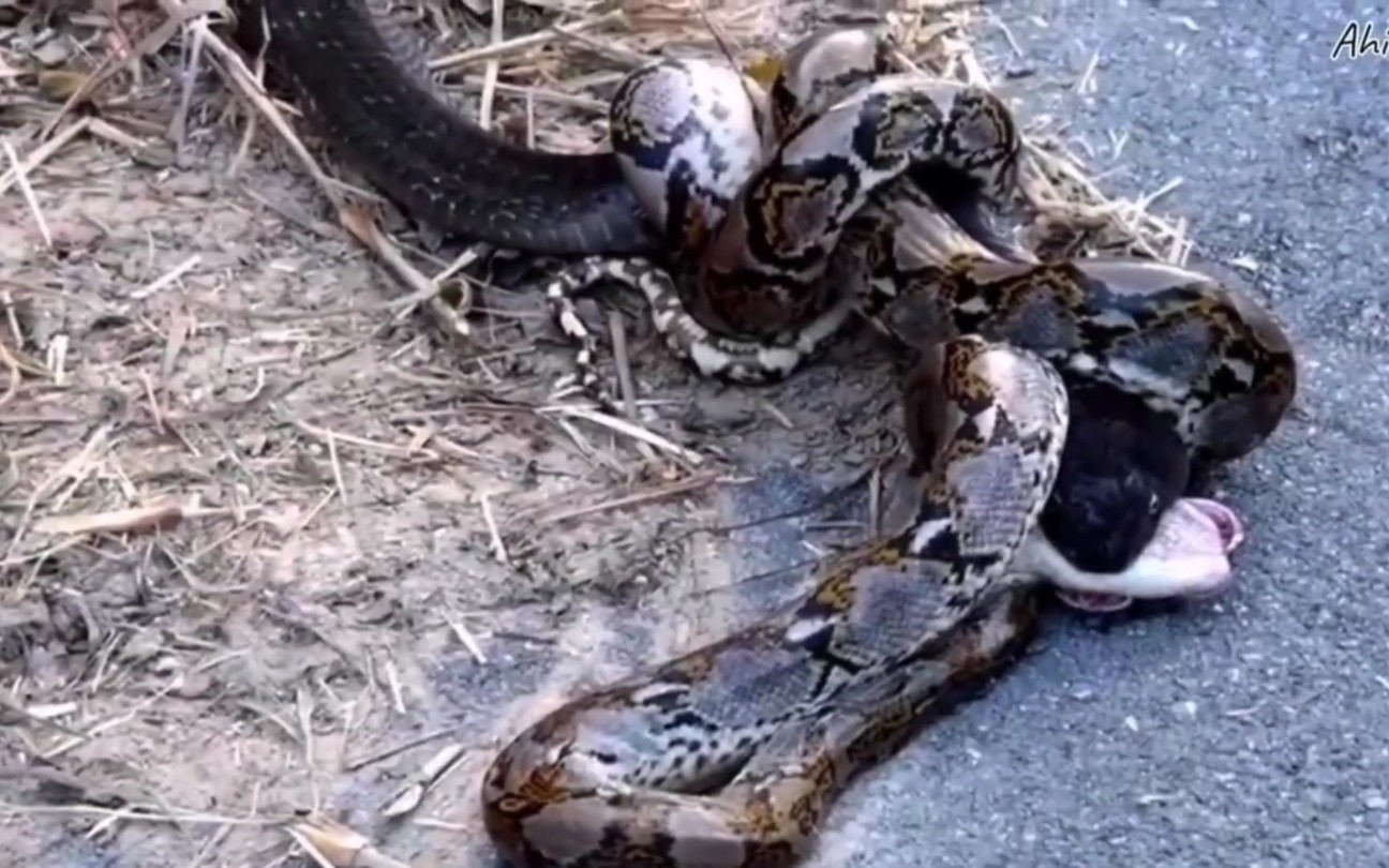 眼镜王蛇vs蟒蛇图片
