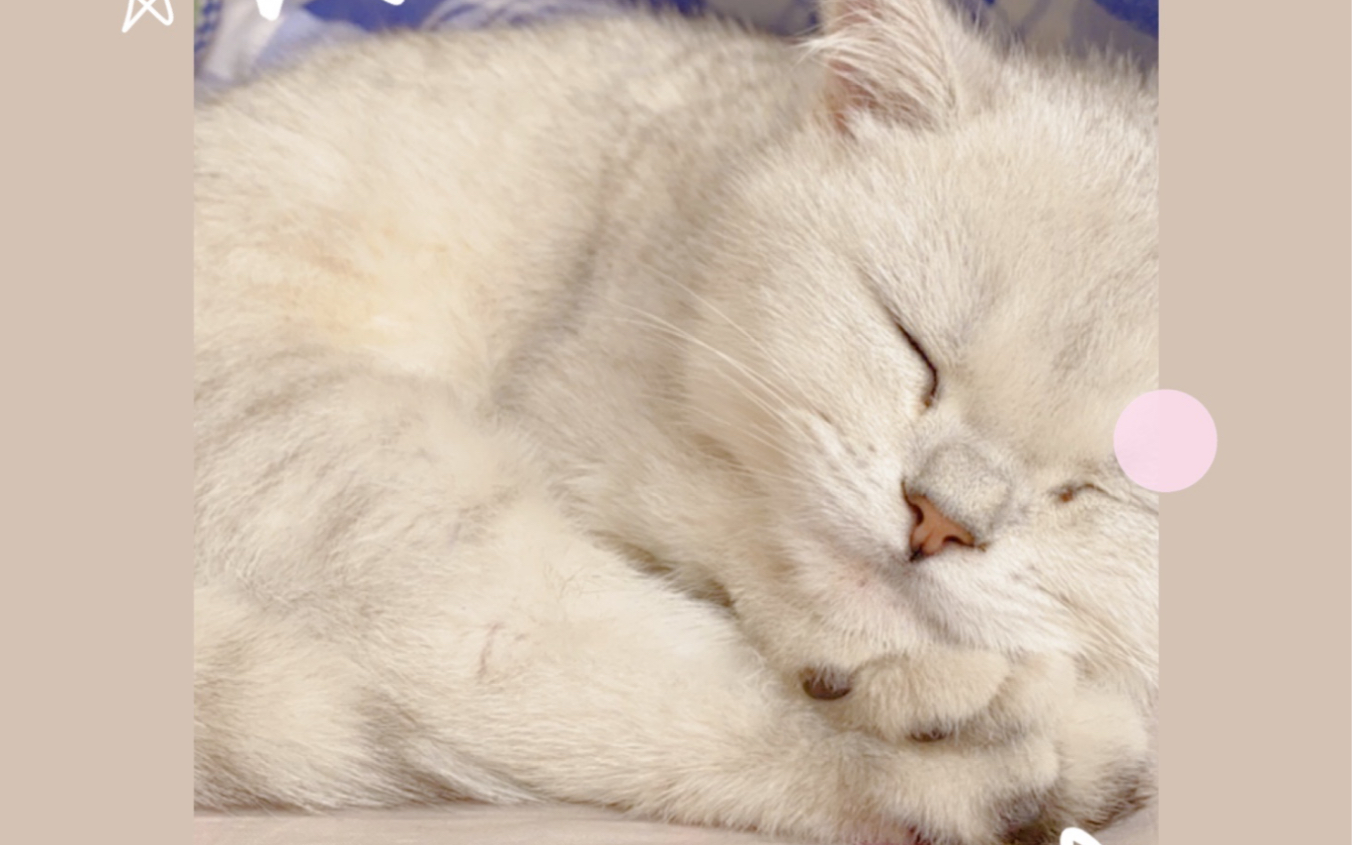 猫咪摇头也太可爱了!