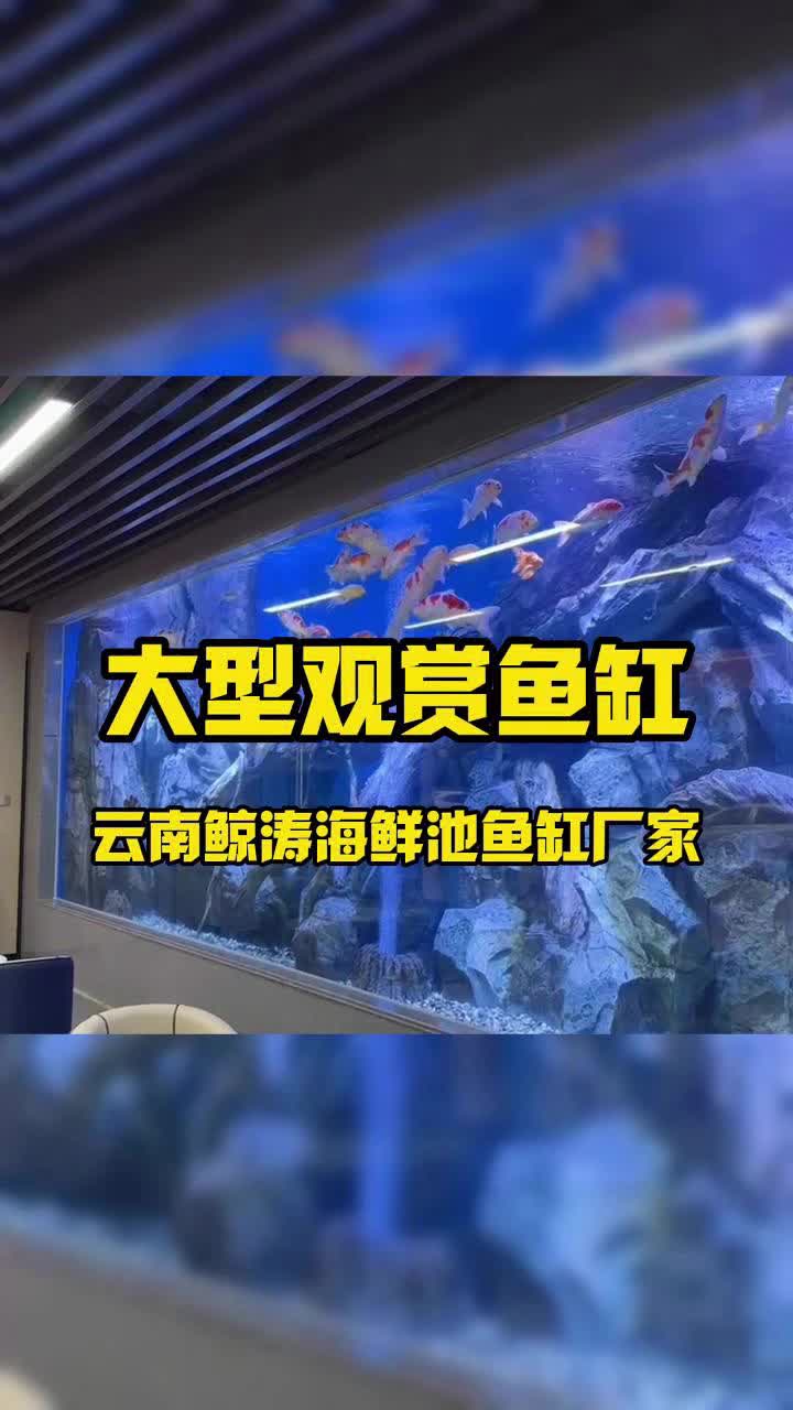 在昆明定制大型鱼缸,观赏鱼缸!推荐云南鲸涛海鲜池安装厂家!哔哩哔哩bilibili