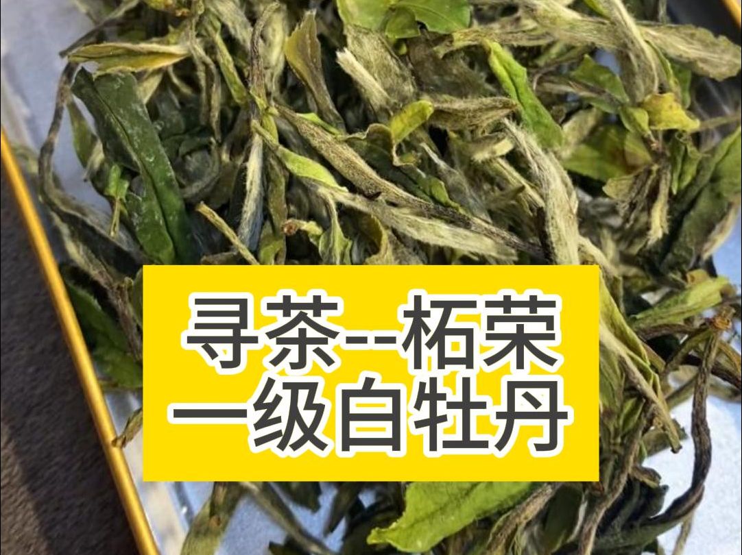 寻茶福建宁德柘荣高山白茶,与福鼎白茶各有千秋哔哩哔哩bilibili