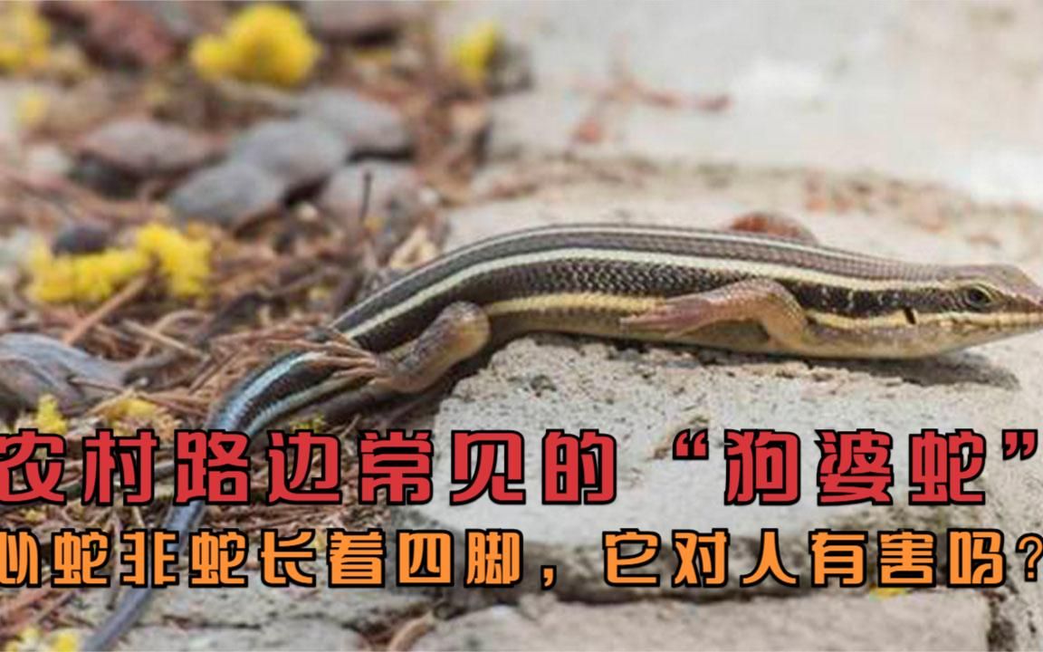 农村路边常见的"狗婆蛇",似蛇非蛇长着四脚,它对人有害吗?