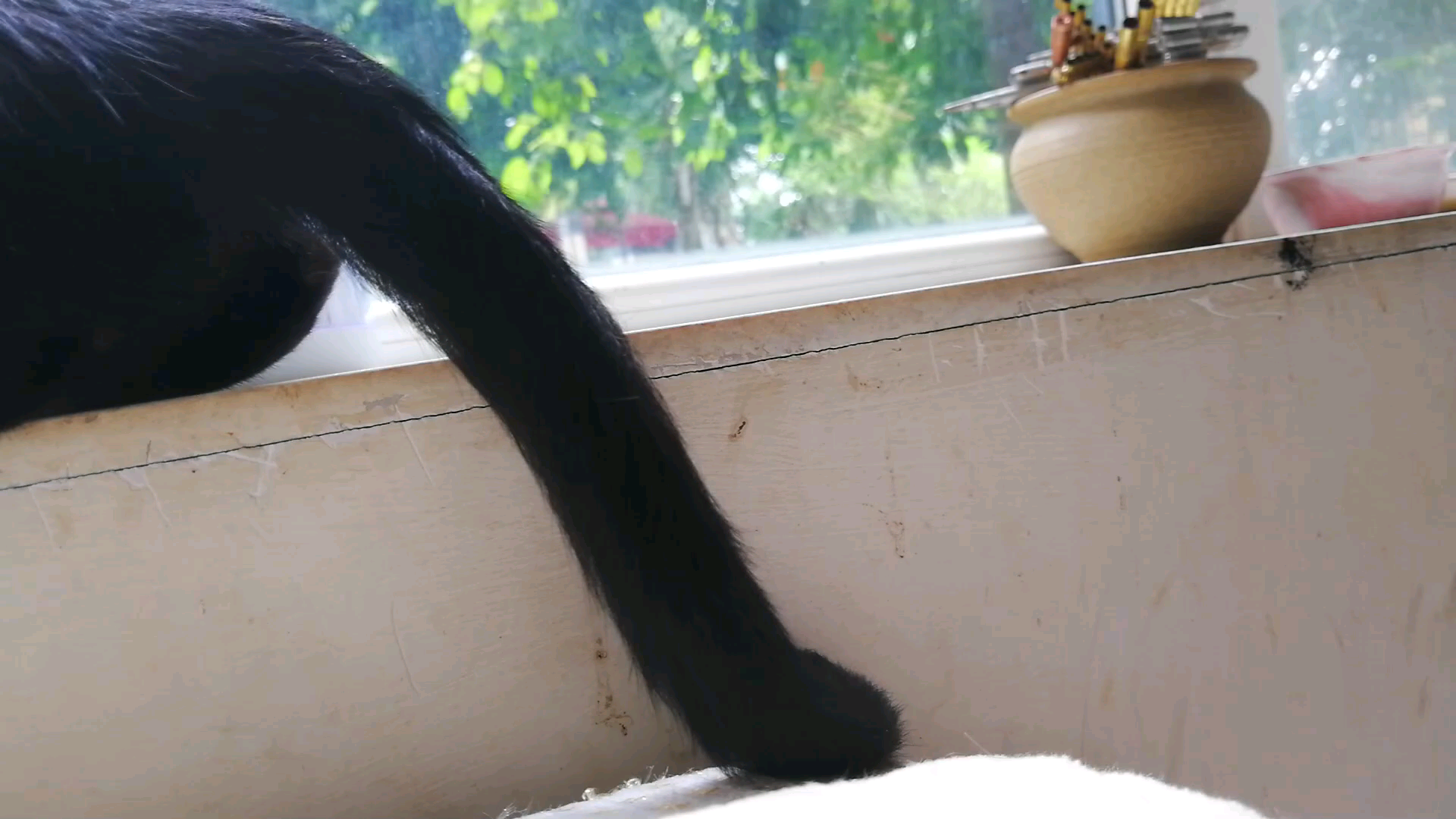 真是一根有想法的小猫尾巴