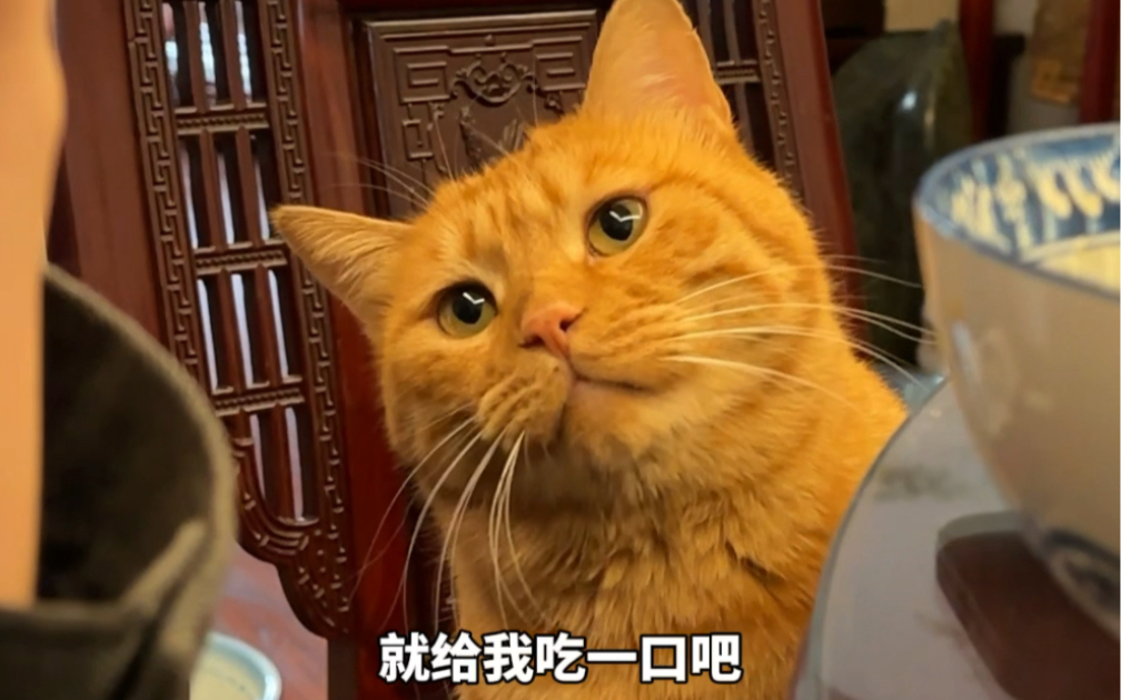 就给橘橘吃一口吧qnq