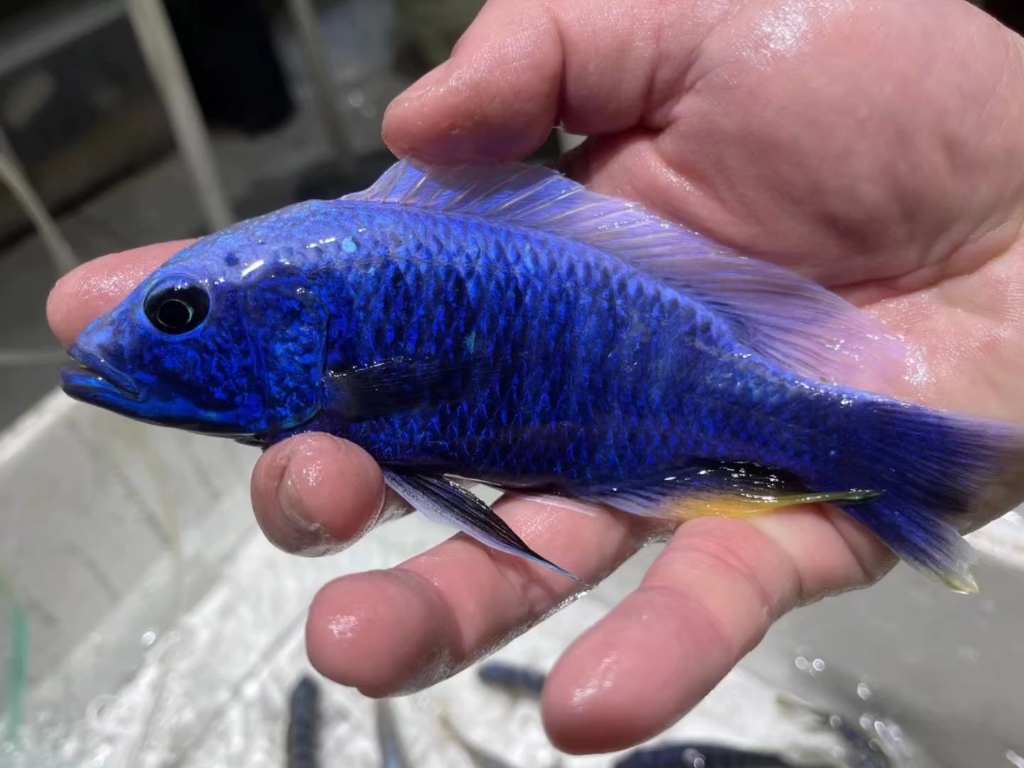 三湖慈鲷 雪兰亚拉(阿里)