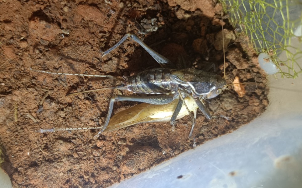 隆线蝈螽速斩纺织娘_哔哩哔哩_bilibili