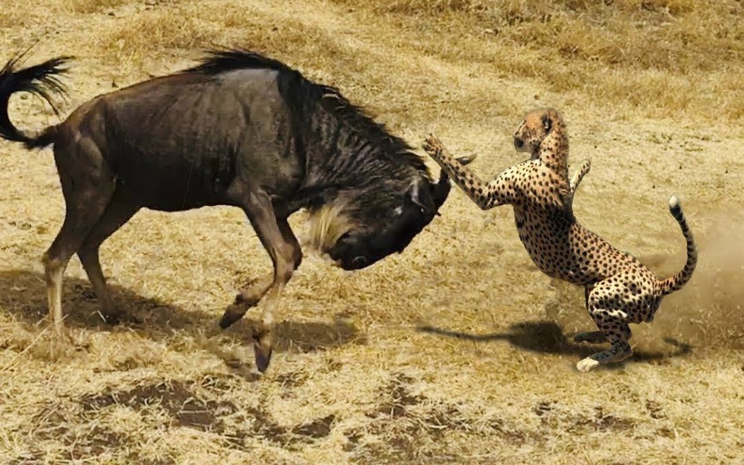 角马用3条腿大战4头猎豹,身残志坚,是我见过最勇敢的角马