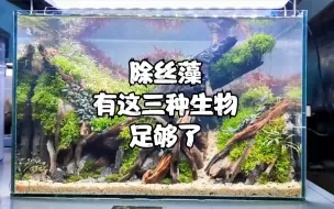 下载视频: 鱼缸除丝藻生物前三名，大和藻虾才排第二名，第一名是谁呢？