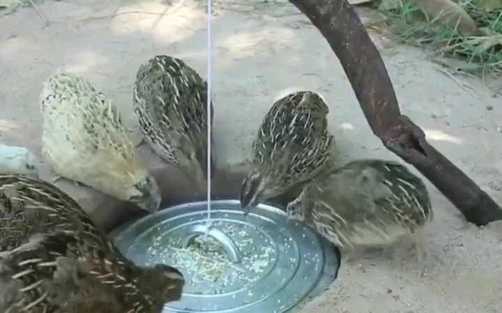 《散户与庄家》