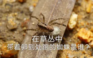 蜘蛛卵包 搜索结果 哔哩哔哩 Bilibili