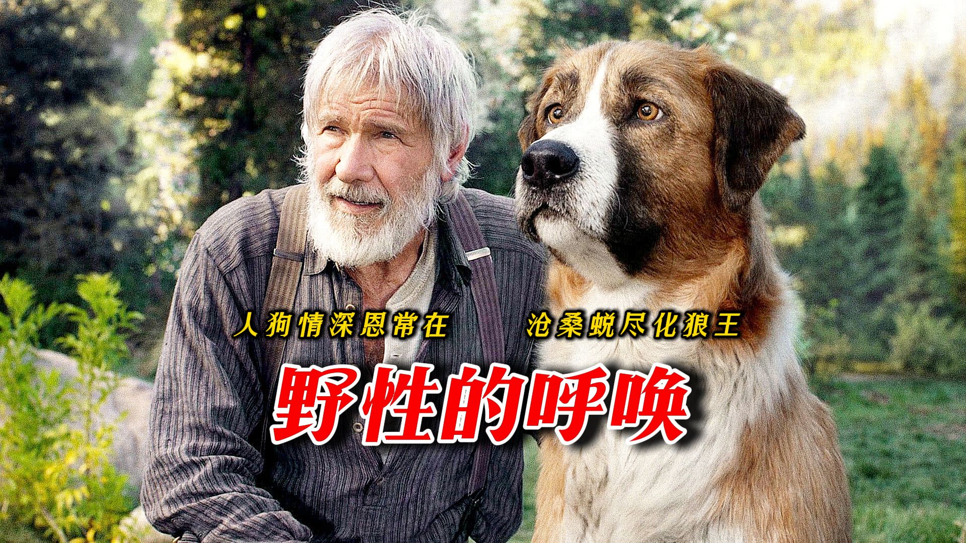 《野性的呼唤》,狗狗情深报恩主,沧桑蜕尽化狼王,比忠犬八公更感人