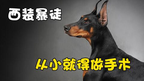 杜宾犬裁耳朵全过程 看似残忍 实则为狗狗增加听觉能力 哔哩哔哩 Bilibili