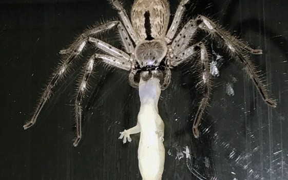 猎人蛛vs棒络新妇youtube