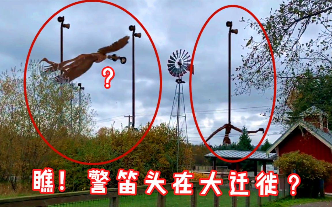 中国发现警笛头图片