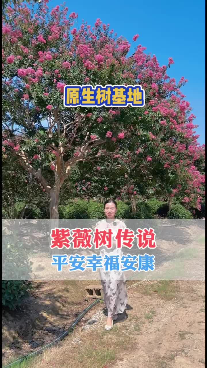 紫薇在民间有一个传说哔哩哔哩bilibili