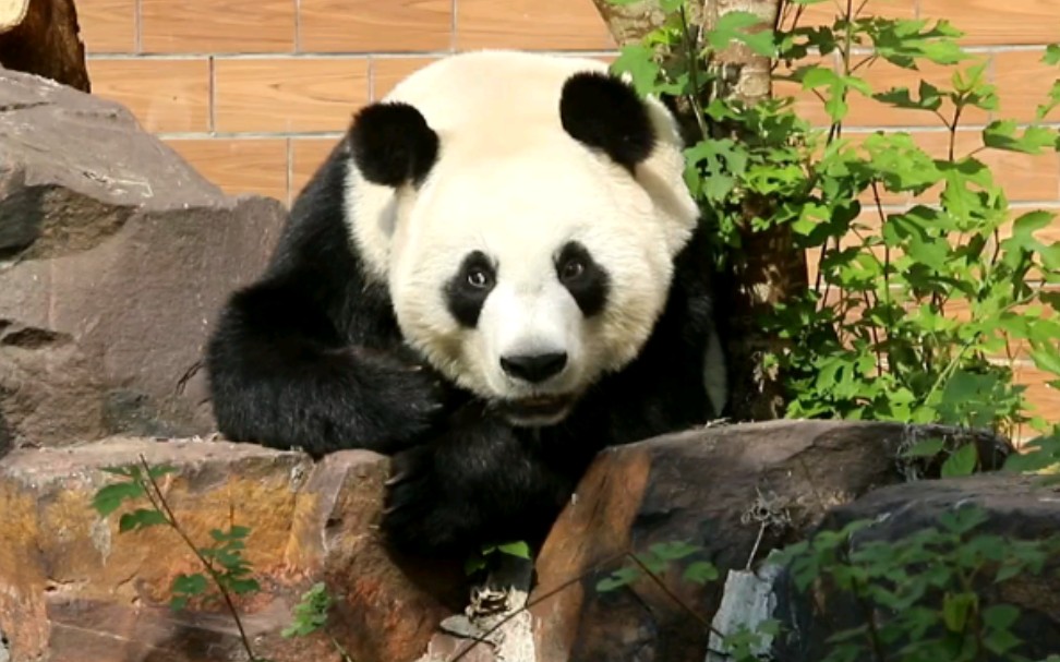 竹韵麻麻你在听什么呢想金虎和闵闵了吗