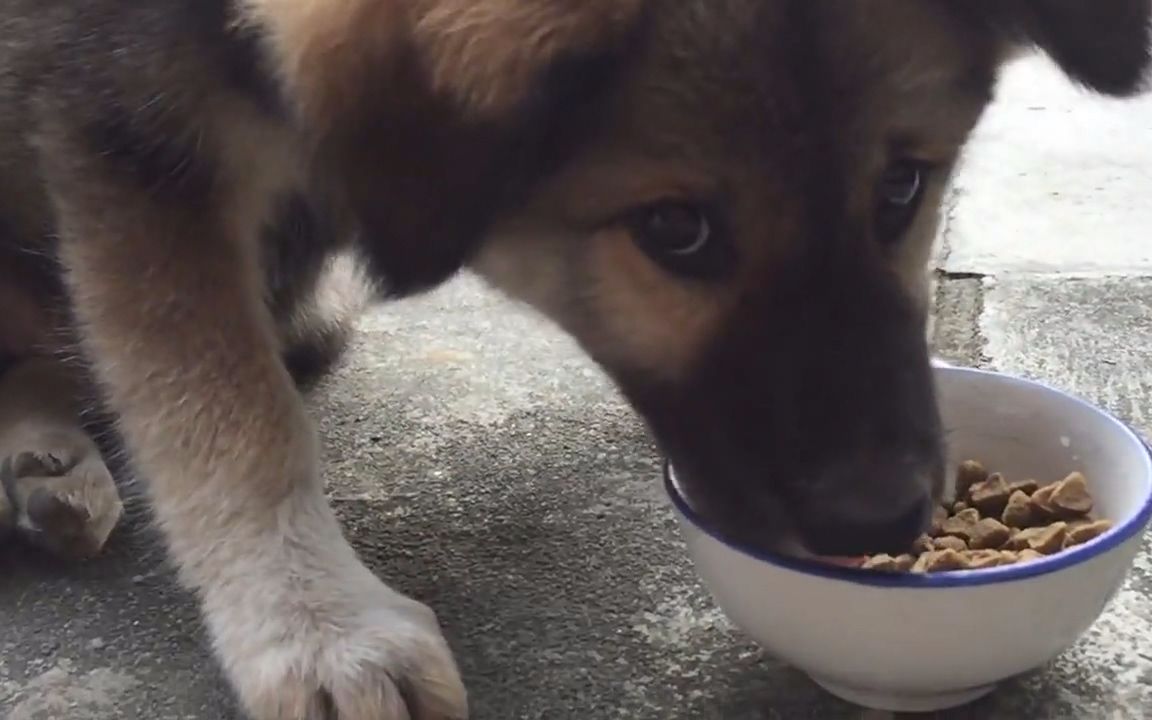 【田园犬(土狗)】小田田叮当中午吃狗粮,能吃好多