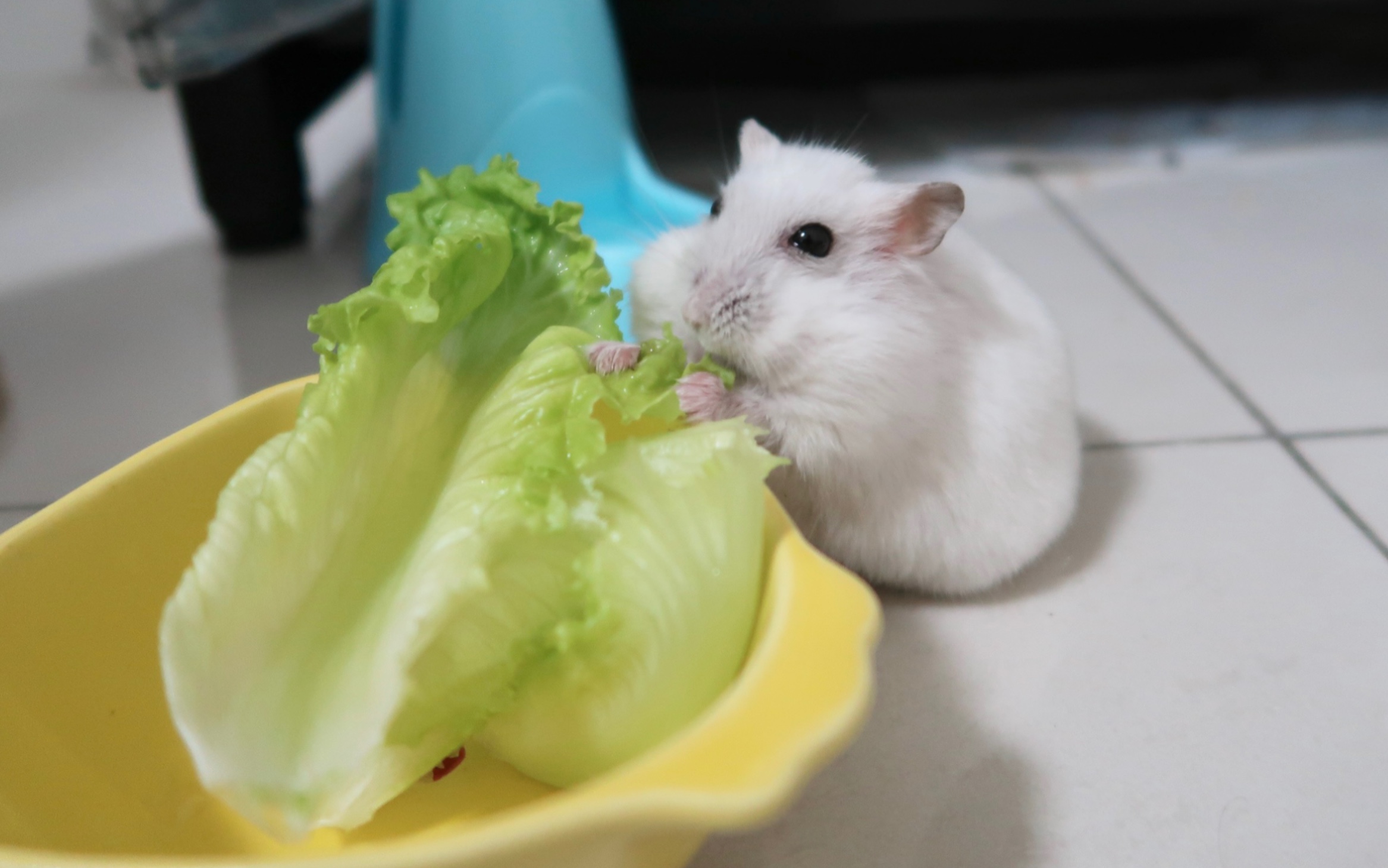 【仓鼠】哪怕只有一个菜也要吃出自助餐的架势