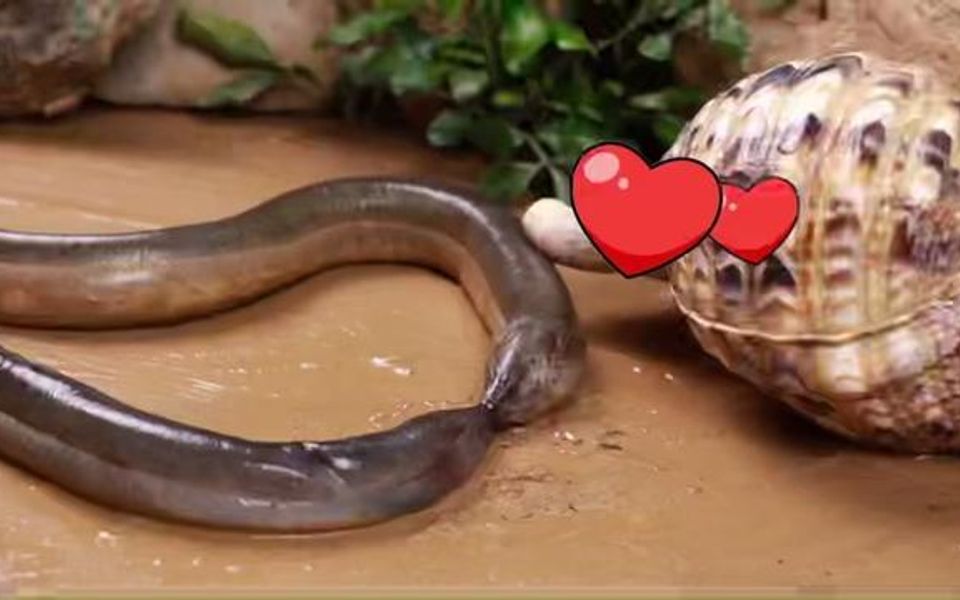 特殊的日子520鲤鱼鳝鱼给你秀恩爱来了让我们一起祝福它们吧0606