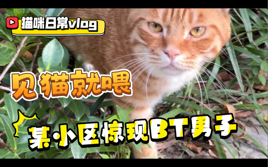 猫咪日常vlog 某小区惊现BT男子 见猫就喂哔哩哔哩bilibili